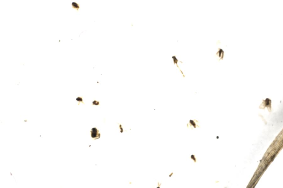 Image 43